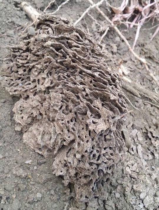 土壤底下的白蟻窩，可以說是鬼斧神工的藝術品啊！