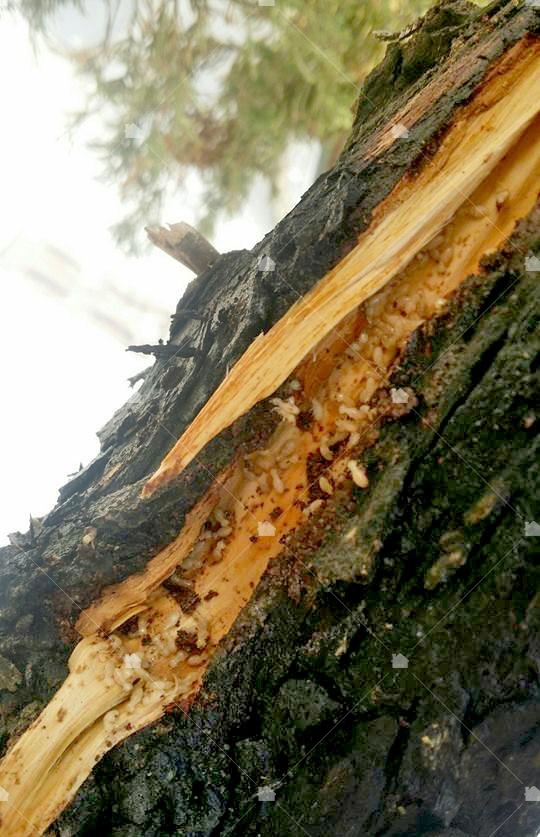 木頭長白蟻是木棲型白蟻，還有土棲和土木雙棲型白蟻。