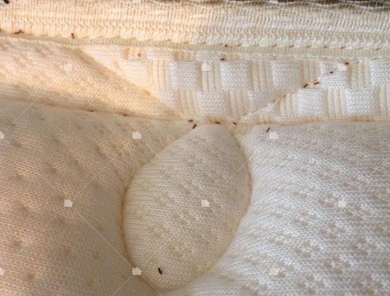 床蝨的體型為扁圓形，深咖啡色，蟲卵和幼蟲是米白色。牠藏身處所附近常會有黑色一點點的，這是床虱的排泄物，通常在床褥和牆身出現。