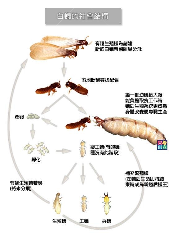 白蟻的社會結構