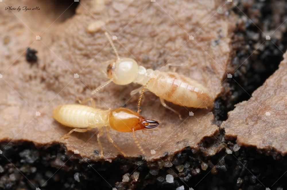 工蟻、兵蟻都是結伴一起外出工作的！台灣家白蟻的工蟻與兵蟻，本圖引用自：臺灣生命大百科，由馬承漢拍攝。