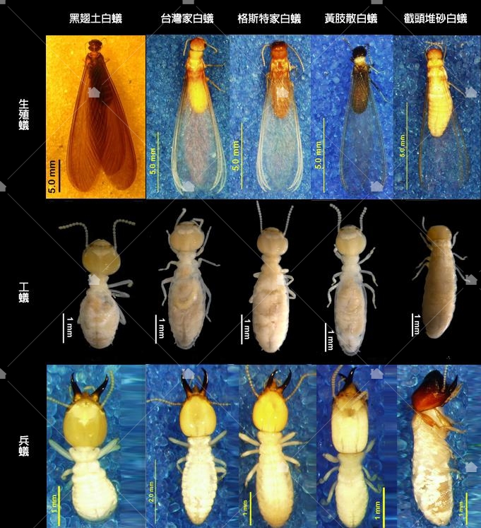 不同種類白蟻外觀比較，圖片引用臺灣物種名錄李後鋒拍攝之圖片再製。