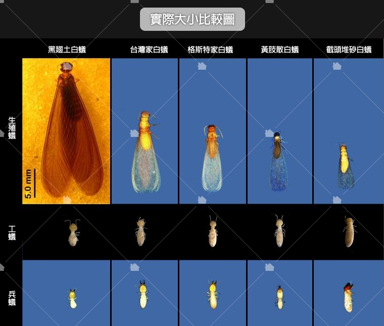 不同種類白蟻大小比例表，圖片引用臺灣物種名錄李後鋒拍攝之圖片再製。
