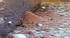 截頭堆砂白蟻蟻道小砂堆在被害物外面(藝太消毒提供)