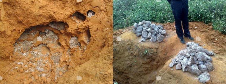 土棲型白蟻，挖蟻巢的過程及被挖掘出來的蟻巢塊，本圖引用自http://petonea.com/5874/