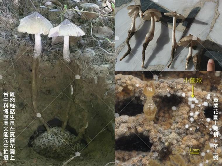 本圖截取引用自中央研究院朱宇敏研究員的影片，如果你想了解黑翅土白蟻怎麼種菇菇，可以看詳細的解說，只能說太神奇了！
