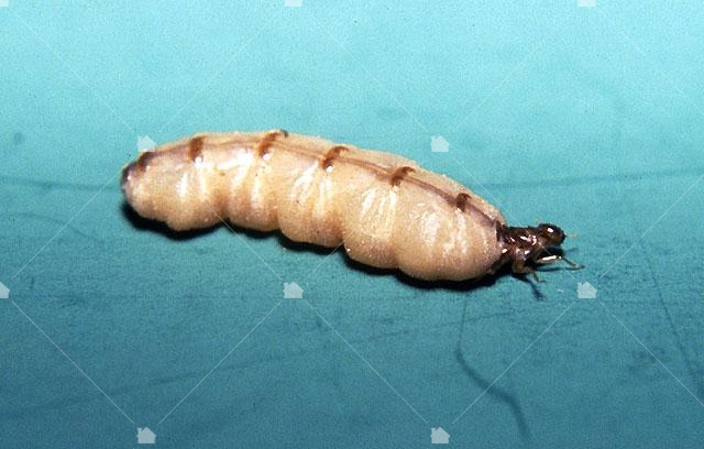 台灣家白蟻蟻后，成熟的蟻后身軀會進化為上半身的百倍大，初看還以為是異形，本圖引用自維基百科美國農業部照片。