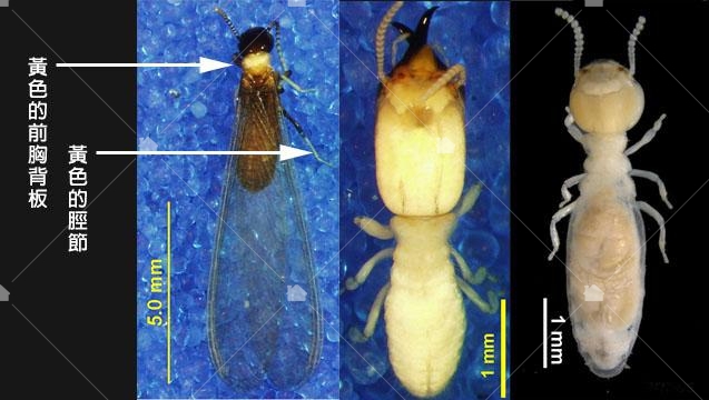 黃肢散白蟻，圖片引用臺灣物種名錄李後鋒拍攝之圖片。