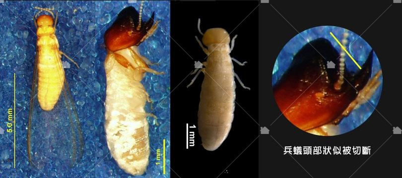 截頭堆砂白蟻，圖片引用臺灣物種名錄李後鋒拍攝之圖片。
